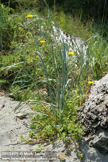 Honckenya peploides; Elymus mollis