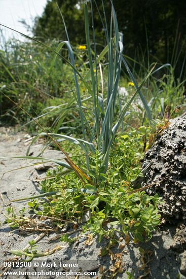 Honckenya peploides; Elymus mollis