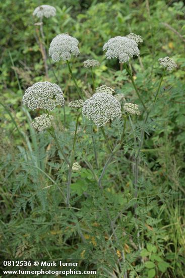 Conioselinum gmelinii (C. pacificum)