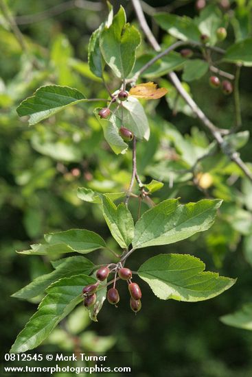 Malus fusca