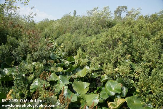 Myrica gale; Nuphar polysepala