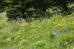 Wandering Daisies, Mountain Arnica, Broadleaf Lupines, Bracted Lousewort in subalpine meadow