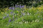 Wandering Daisies, Mountain Arnica, Broadleaf Lupines, Bracted Lousewort in subalpine meadow