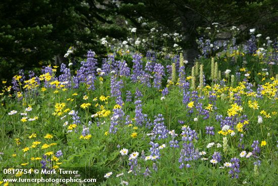 Erigeron peregrinus; Arnica latifolia; Lupinus latifolius; Pedicularis bracteosa