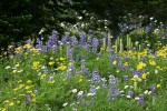 Wandering Daisies, Mountain Arnica, Broadleaf Lupines, Bracted Lousewort in subalpine meadow