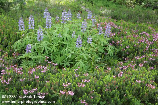 Lupinus latifolius; Phyllodoce empetriformis