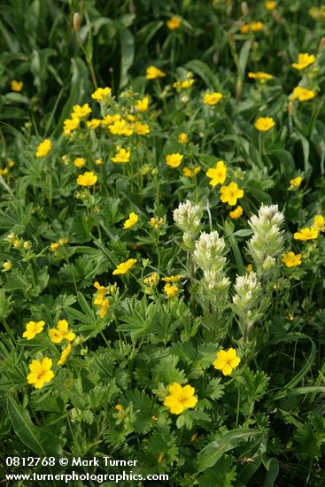 Castilleja parviflora; Potentilla flabellifolia