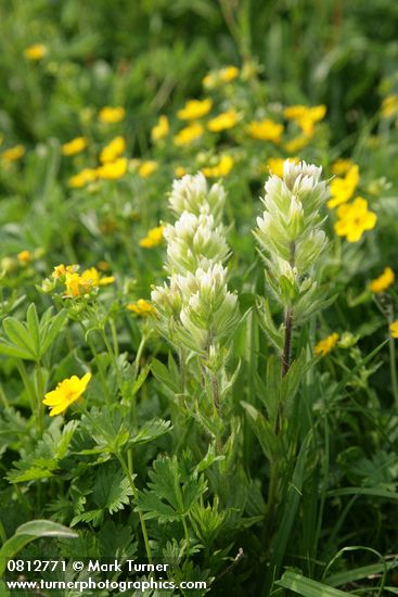 Castilleja parviflora; Potentilla flabellifolia