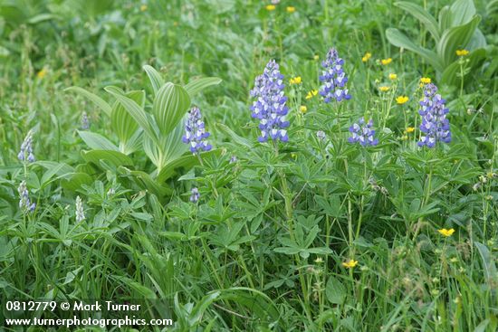 Lupinus latifolius; Veratrum viride