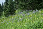 Mountain Arnica, Broadleaf Lupines, Bracted Lousewort in subalpine meadow w/ Subalpine Firs bkgnd