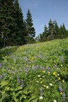 Mountain Arnica, Broadleaf Lupines, Sitka Valerian in subalpine meadow w/ Subalpine Firs bkgnd