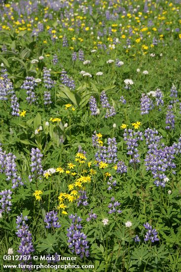 Arnica latifolia; Lupinus latifolius; Valeriana sitchensis; Polygonum bistortoides