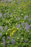 Mountain Arnica, Broadleaf Lupines, Sitka Valerian, American Bistort in subalpine meadow