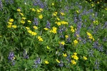 Mountain Arnica, Broadleaf Lupines in subalpine meadow