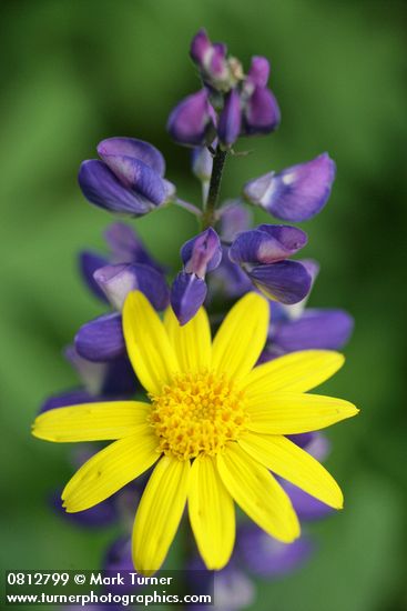 Arnica latifolia; Lupinus latifolius