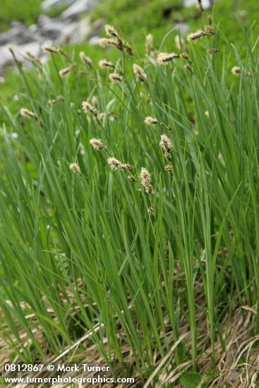 Carex nigricans