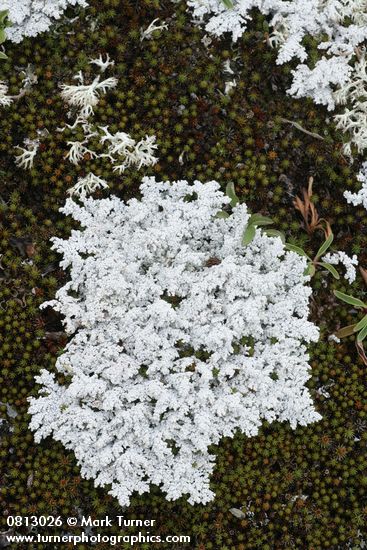 Stereocaulon tomentosum