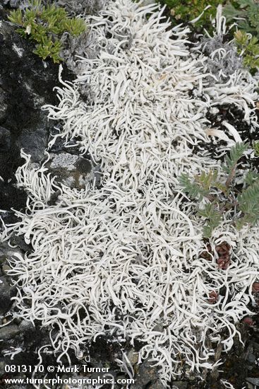 Thamnolia vermicularis