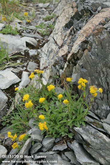 Solidago multiradiata