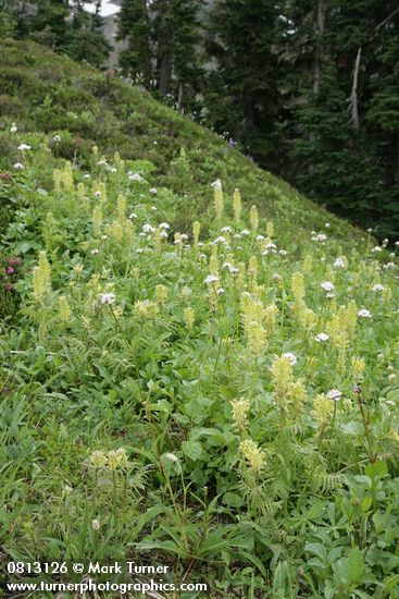 Pedicularis bracteosa; Valeriana sitchensis