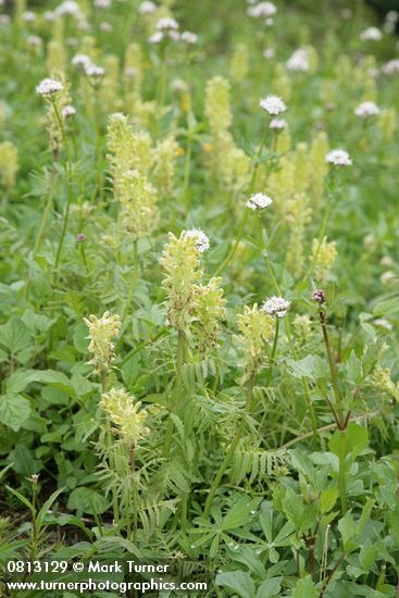 Pedicularis bracteosa; Valeriana sitchensis