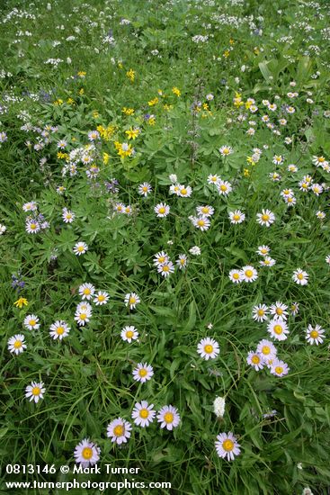 Erigeron peregrinus; Arnica latifolia