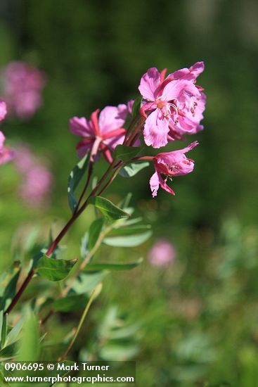 Chamerion angustifolium