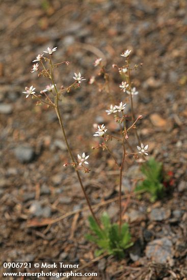 Saxifraga ferruginea