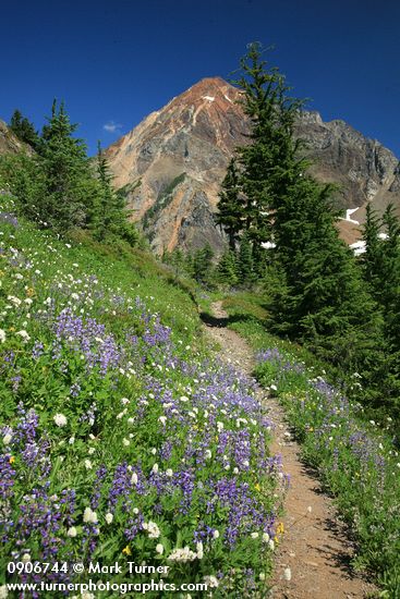 Valeriana sitchensis; Lupinus latifolius