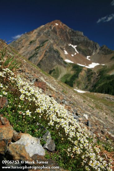 Saxifraga tolmiei