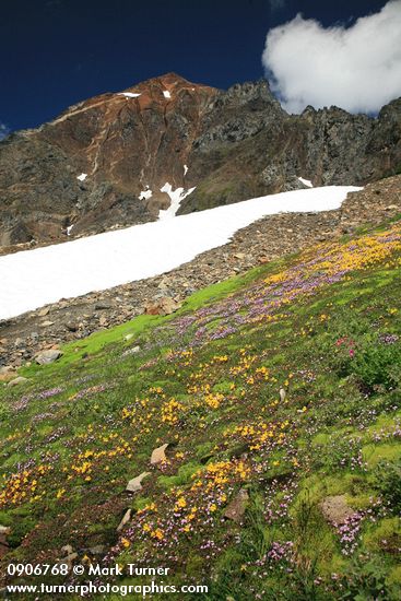 Mimulus tilingii; Epilobium anagallidifolium