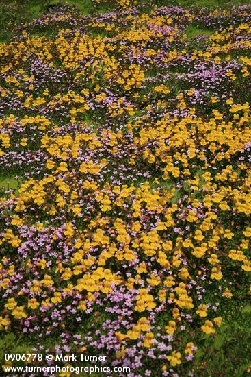 Mimulus tilingii; Epilobium anagallidifolium