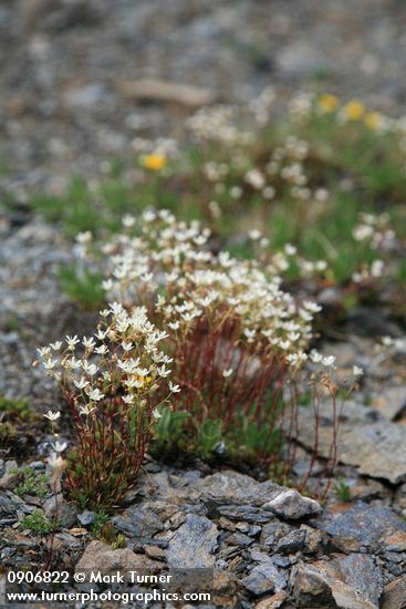 Saxifraga bronchialis