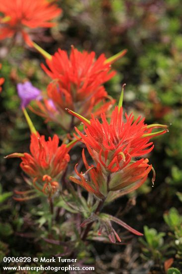 Castilleja rupicola