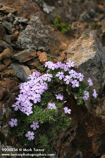 Phlox diffusa