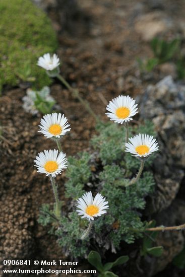 Erigeron compositus