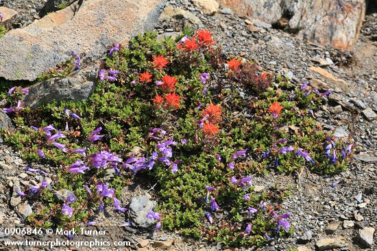 Penstemon davidsonii; Castilleja rupicola