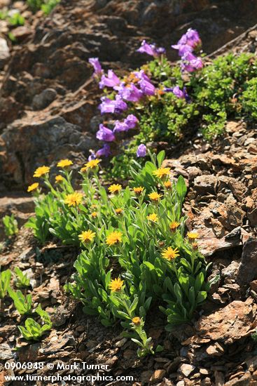 Erigeron aureus