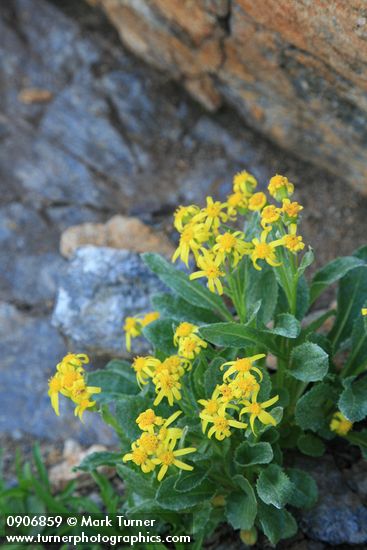 Senecio elmeri