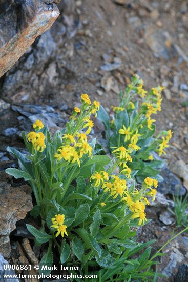 Senecio elmeri