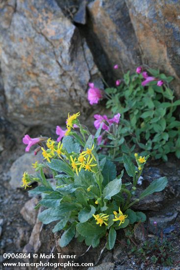 Senecio elmeri