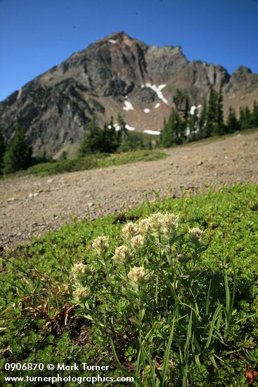 Castilleja parviflora var. albida