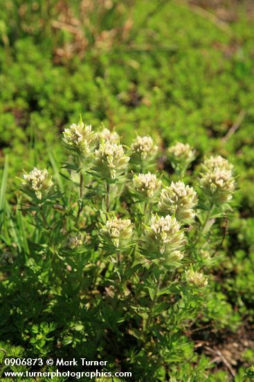 Castilleja parviflora var. albida