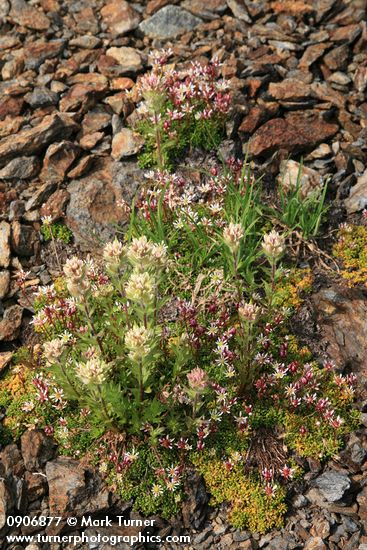 Castilleja parviflora var. albida; Saxifraga tolmiei