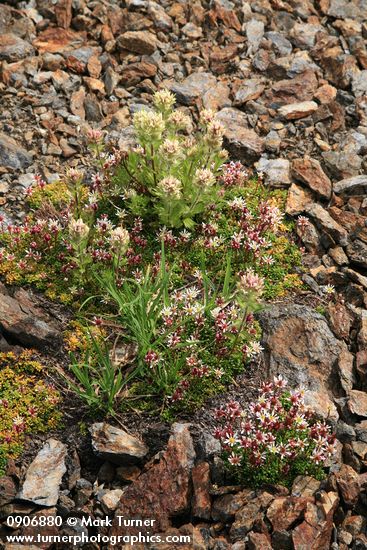 Castilleja parviflora var. albida; Saxifraga tolmiei