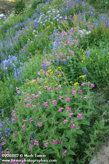 Erythranthe lewisii; Lupinus latifolius