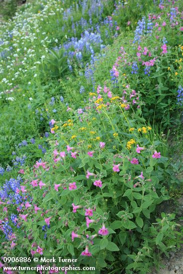 Erythranthe lewisii; Lupinus latifolius; Senecio triangularis