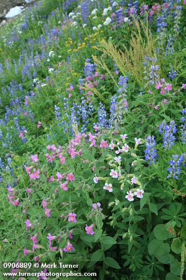 Erythranthe lewisii; Lupinus latifolius