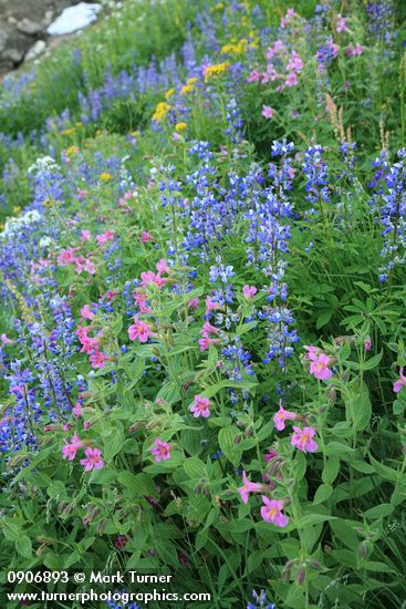 Erythranthe lewisii; Lupinus latifolius