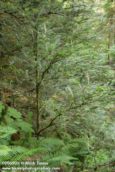 Taxus brevifolia